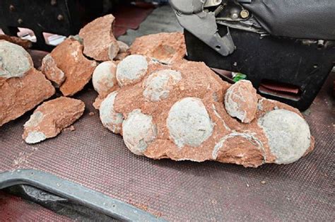 Fosil Telur Dinosaurus Ditemukan Saat Perbaikan Jalan Raya Medcomid