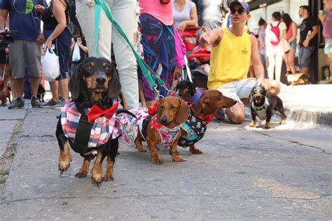 El Colorido Desfile De Perros Salchichas En Carlos Paz El Diario De