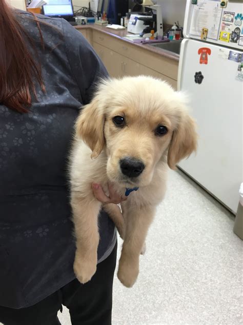 Puyallup Valley Veterinary Clinic Patient Gallery