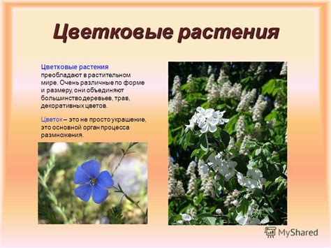 Презентация на тему: "Виноградов Николай 6А Царства природы Грибы ...