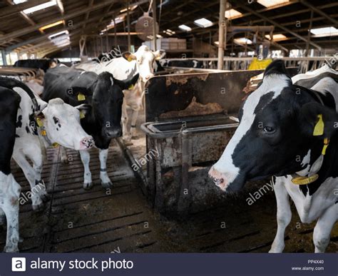 Curious Black And White Holstein Cows Inside Barn On Dutch Farm In