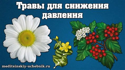 Травы для снижения давления народные средства. Топ 3