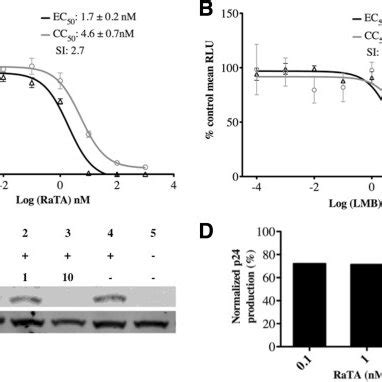 Schematic Representation Of Rev Mediated Nuclear Export Of HIV MRNAs