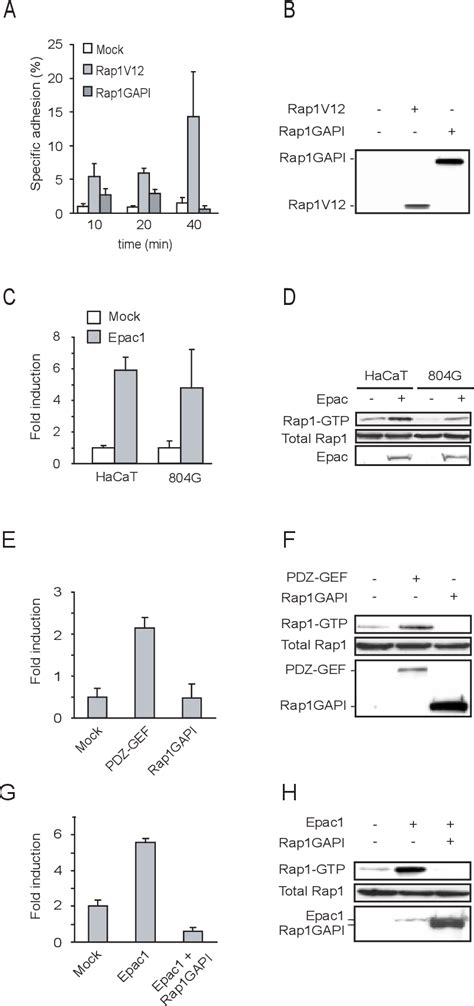 Figure 1 From The Camp Epac Rap1 Pathway Regulates Cell Spreading And