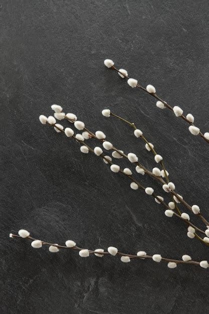 Premium Photo Pussy Willow Branches On Stone Background