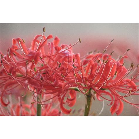 Lycoris Radiata Bulbs Red Spider Lily Flower Terra Ceia Farms