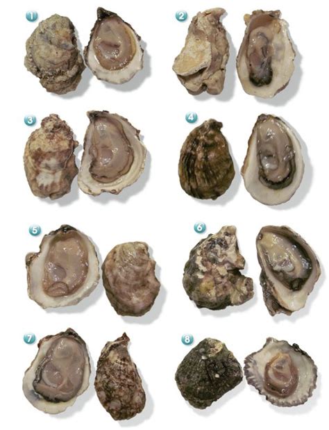All You Need To Know About Oysters Food Oyster Recipes Oysters