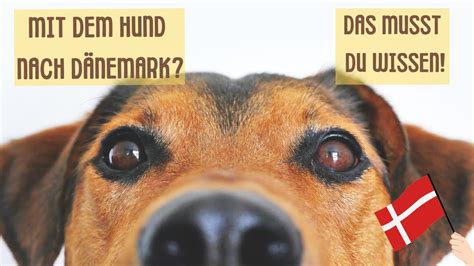 Mit dem Hund nach Dänemark Das musst Du wissen YouTube