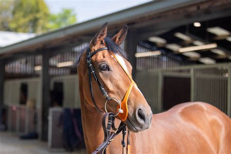 That'll Do Moss — Deva Racing