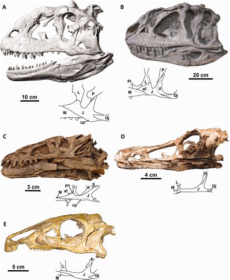 Micropachycephalosaurus Skeleton