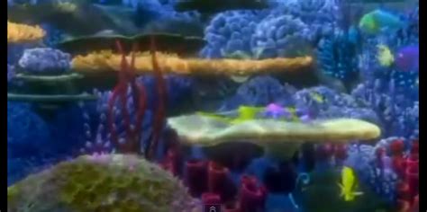 Sophie — Finding Nemo Opening Scene Analysis