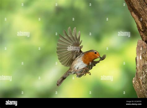 Robin In Flight Hi Res Stock Photography And Images Alamy