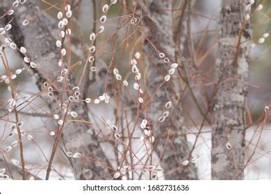 Pussy Willow Pussycat Catkins Classic Beginning Stock Photo Shutterstock