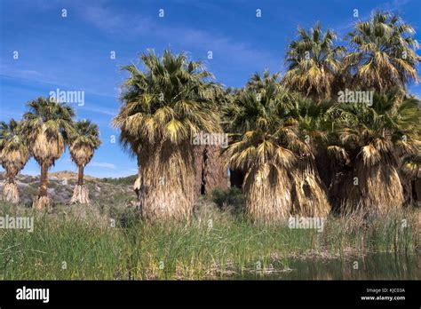 Thousand Palms Oasis Preserve In The Coachella Valley Riverside