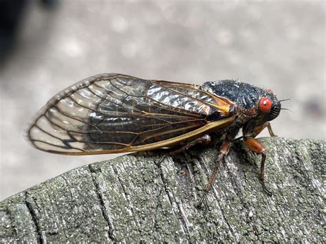 Marking Time With Cicadas - Chesapeake Conservation Landscaping Council