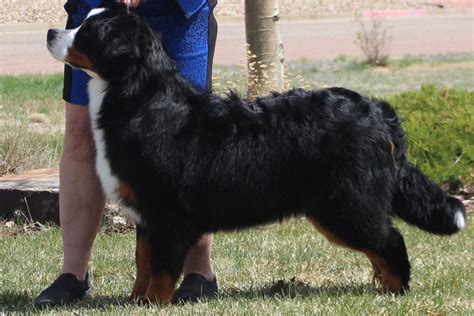 bernese mountain dog puppies  sale