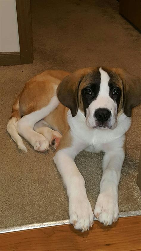 St. Bernard Puppies For Sale | Dayton, OH #178711