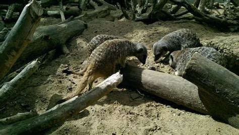 From Flamingos To Meerkats And The Worlds Largest Rodents Meet The
