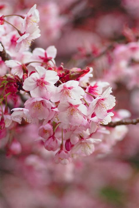 [200+] Sakura Wallpapers | Wallpapers.com
