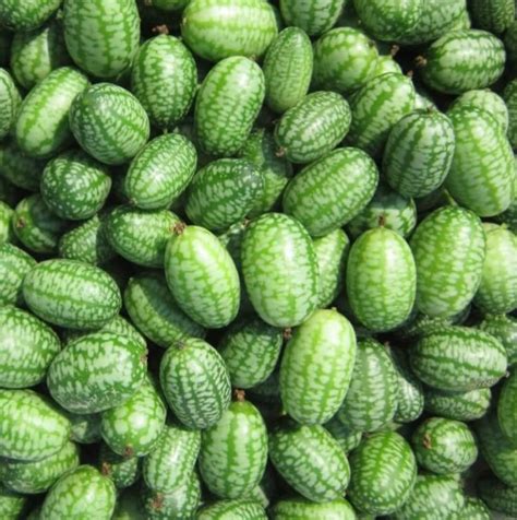 Mexican Sour Gherkin Seeds Heirloom Organic Etsy