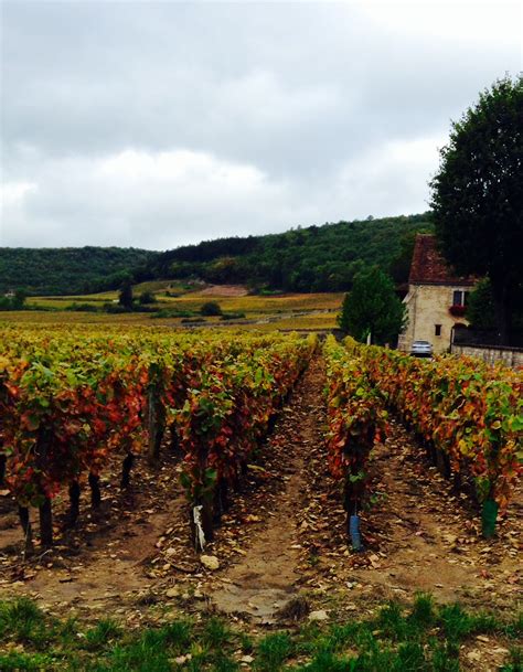 Best of Burgundy