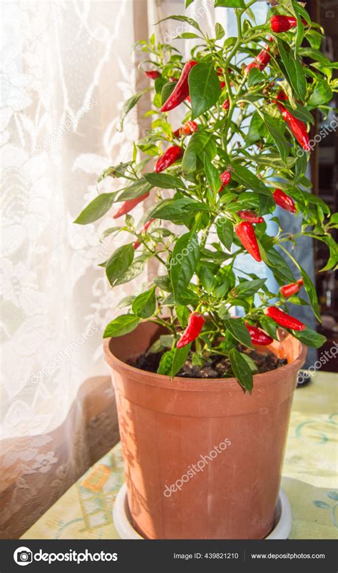 Home Cultivation Red Chili Peppers Pot Ripe Red Hot Chili Stock Photo Esweta Gmail