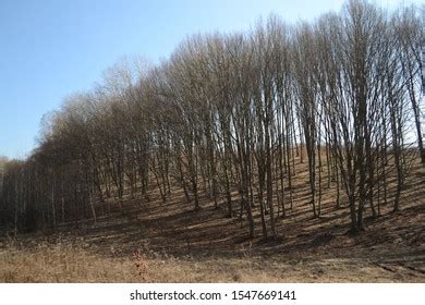 Beautiful Naked Tees Morning Stock Photo Shutterstock