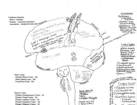 Printable Brain Labeling Worksheet - Printable Sight Words List
