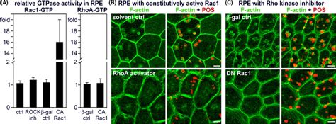 Independent requirement for elevated Rac1 and decreased RhoA/Rho kinase ... 