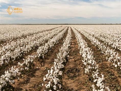 Types of Cotton and 9 Popular Types of Cotton Fabrics