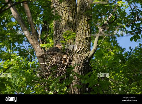 Female Coopers Hawk Hi Res Stock Photography And Images Alamy