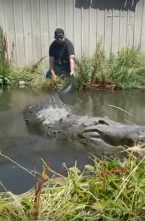 This Swamp Tour Guide Went Viral After Feeding Alligators From His