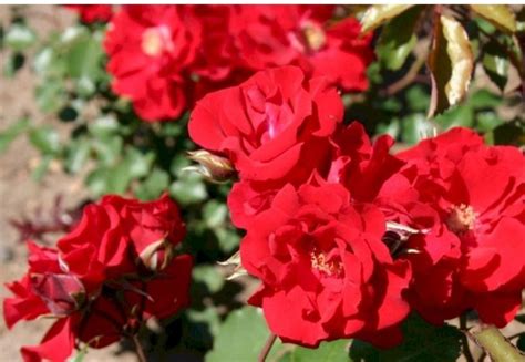 Роза шраб Roter Korsar (Ротер Корсар) - купить с доставкой по выгодным ...