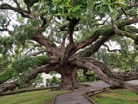 250-летний дуб во Флориде | Пикабу