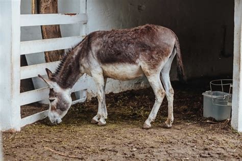 Besplatna slika: magarac, pastuh, konjica, konj, konjić, životinja