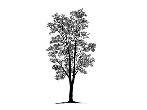 Black Branch Tree Or Naked Trees Silhouettes Hand Drawn Isolated Illustrations Vector