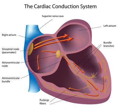 Atrioventricular Node