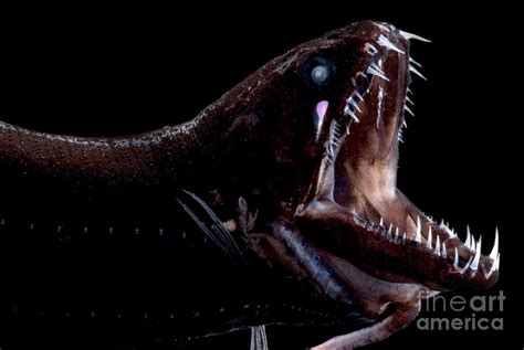 Deep Sea Dragonfish Photograph By Dant Fenolio