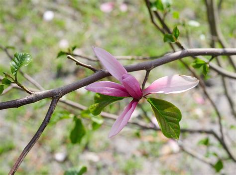 Magnolie Galaxy - Magnolia Galaxy günstig kaufen