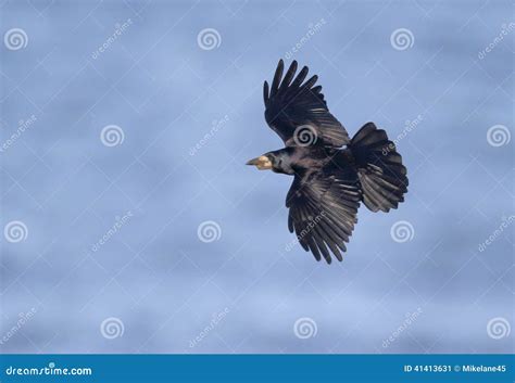 Rook Corvus Frugilegus Stock Image Image Of Frugilegus 41413631