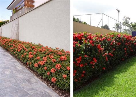 Flores Para Canteiro De Muro - Plantas para Canteiro de Muro: Dicas de Cultivo +11 Ideias