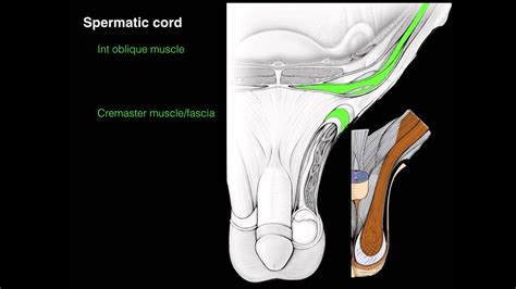 Spermatic Cord Tract