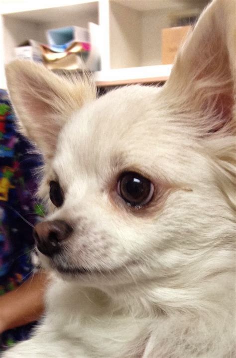 chihuahua temperament personality annie