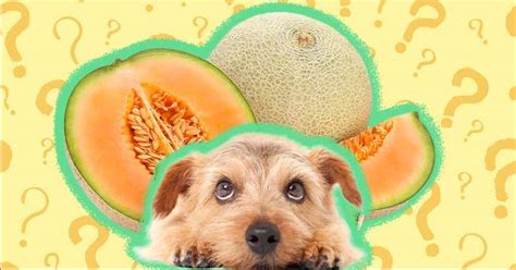 Can Dogs Eat Cantaloupe Safely? And What About The Rind? - DodoWell ...