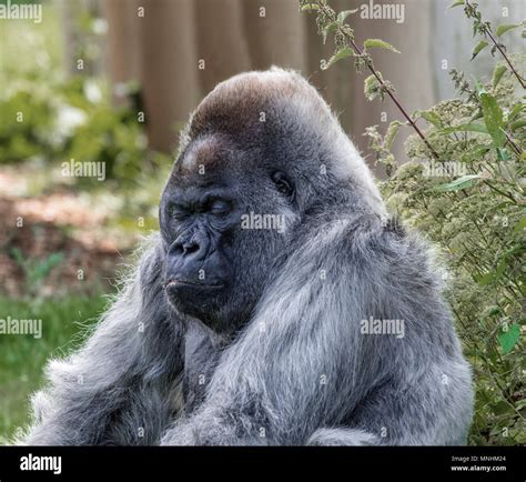 Mountain Gorilla Sleeping Stock Photo Alamy