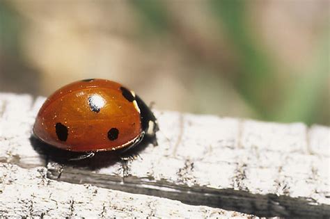 Seven Spotted Lady Beetle Coccinella Septempunctata Bugguide Net