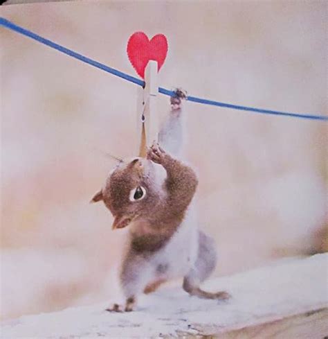 The Secret Life Of Squirrels A Love Story By Nancy Rose Goodreads