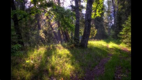 "И ПТИЧКИ ЩЕБЕЧУТ"... (Фото Владимира ГРОМОВА (Н/Новгород), музыка Тима ...