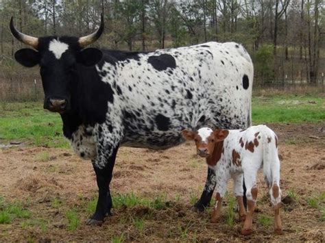 Pineywoods cattle - Alchetron, The Free Social Encyclopedia