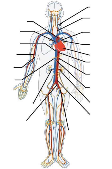 Systemic Major Blood Vessels Arteries And Veins Of The Body Diagram